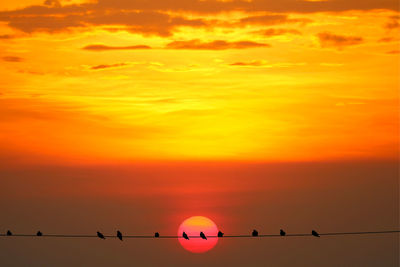 Low angle view of birds perching on orange sky