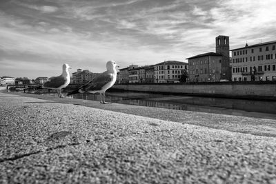 Seagulls in a city