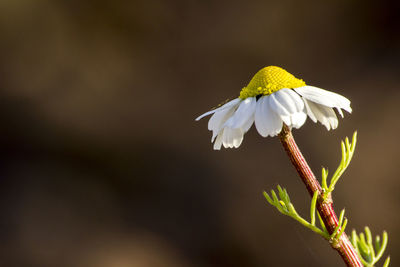 Close-up of yellow flower
