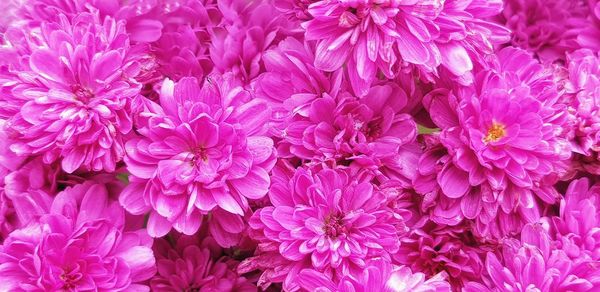 Close-up of pink dahlia blooming outdoors