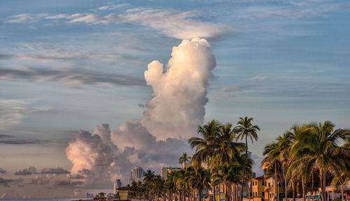 View of palm trees against sky