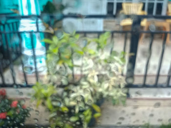 Close-up of potted plant by window