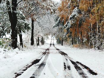 Snow covered land amidst trees during winter