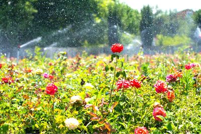 Close-up of red flowering plants on field