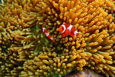 High angle view of clown fishes swimming in sea