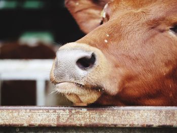 Close-up of cow