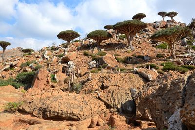 Plants growing on rocks