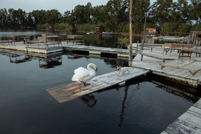 Swan swimming in lake