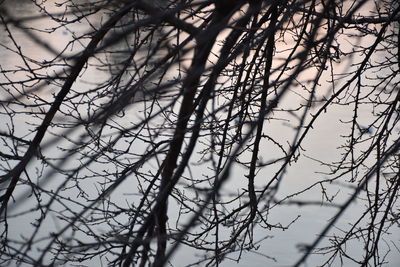 Low angle view of bare tree branches