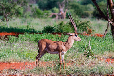 Side view of deer standing on field
