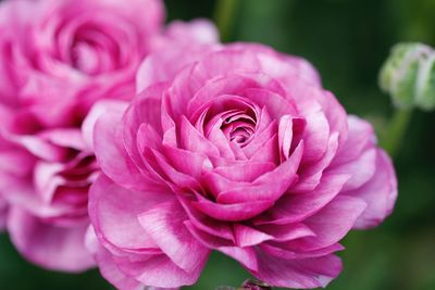 Close-up of pink rose