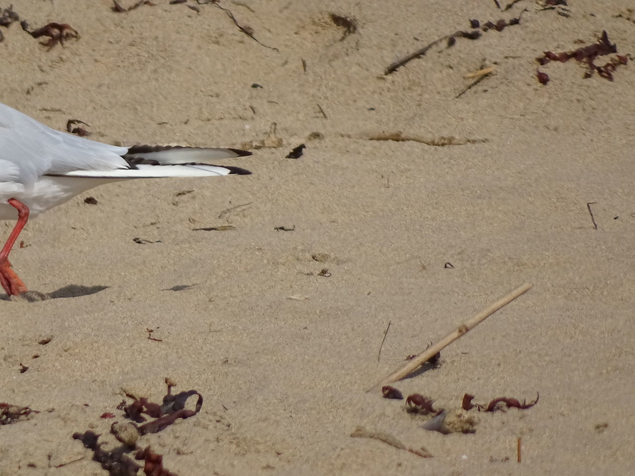 LOW SECTION OF PERSON ON SANDY BEACH