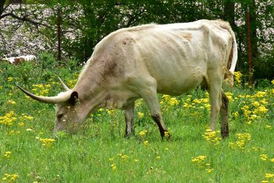 Side view of horse grazing on field