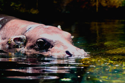 Close-up of turtle swimming in water