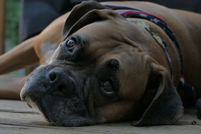 Close-up portrait of dog