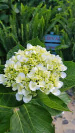 Close-up of white flowering plants