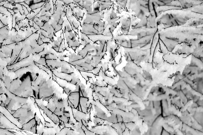 Close-up of snow on branches