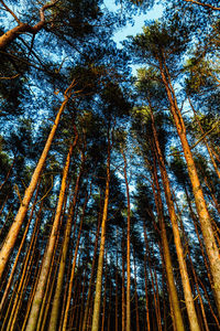 Low angle view of bamboo trees