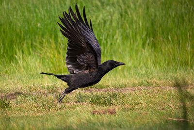 Bird flying over a field