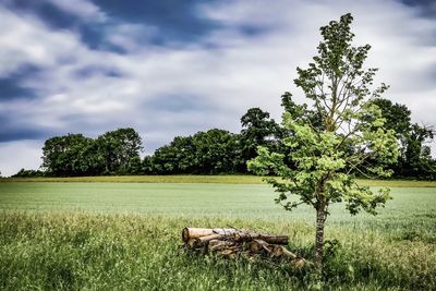 Plants on field against sky