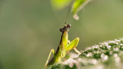 Close-up of insect on plant