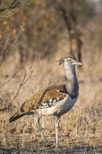 Close-up of bird perching on a land