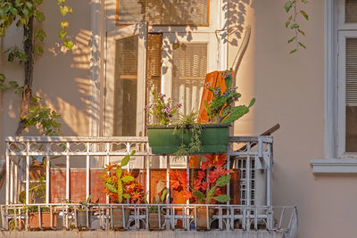 Potted plants on balcony of building