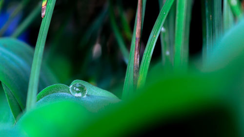 Close-up of green leaf on grass