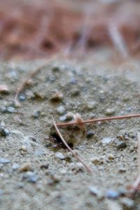 High angle view of ant on field