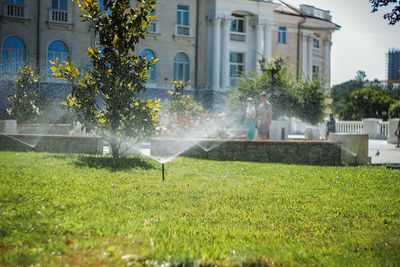 Trees and plants growing in lawn against building