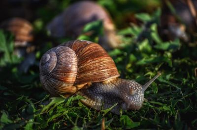 Close-up of snail on grass