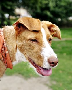 Close-up of a dog looking away