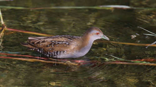 Close-up of duck in water