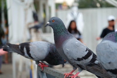 Close-up of pigeons perching on railing