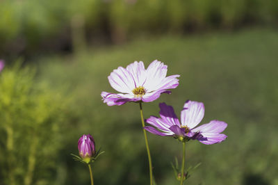 Close-up of pink flower on field