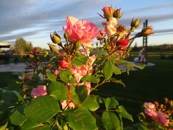 Close-up of pink flowering plants against sky