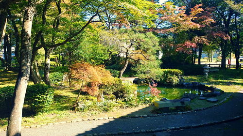 Trees in park