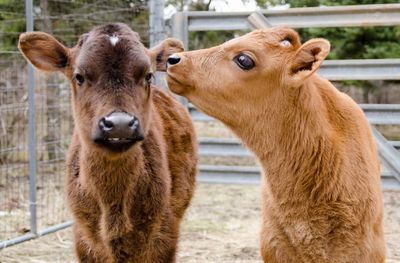 Close-up of two cows