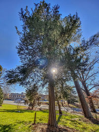 Low angle view of sunlight streaming through trees on field