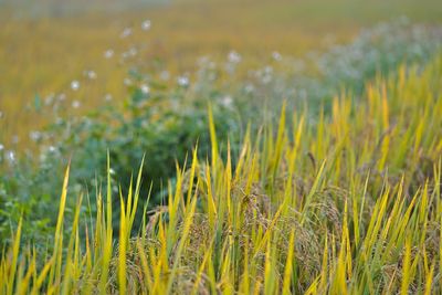Close-up of crops growing on field