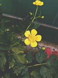 High angle view of yellow flowering plant