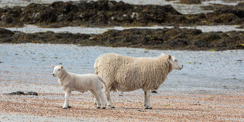 A sheep and its lamb enjoying sun on a sandy beach on the isle of muck on the small isles, scotland