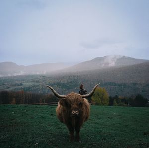 Cow standing on field against sky