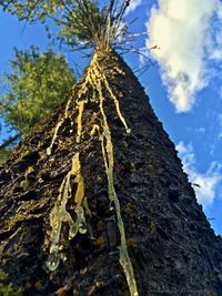 Low angle view of trees against blue sky