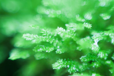 Close-up of plant leaves