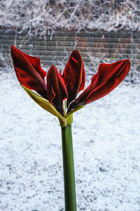 Close-up of red flowering plant