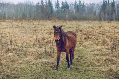 Horse standing in a field