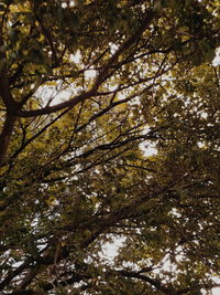 Low angle view of tree against sky