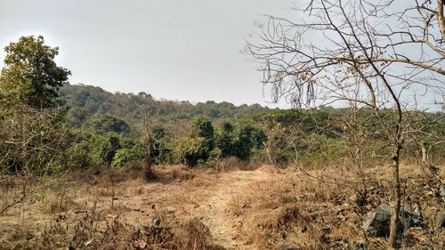 Scenic view of forest