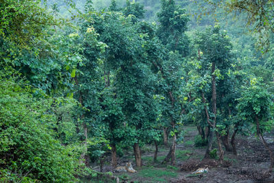 Trees in forest